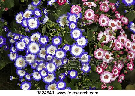Close-up on coirary flowers. View Large Photo Image Stock Photo - Close-up on coirary flowers.. Fotosearch