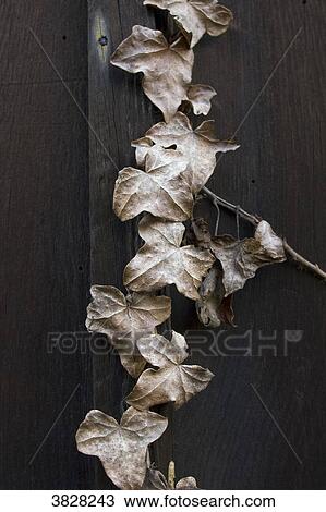 Close-up on ivy dead leaves. View Large Photo Image Stock Image - Close-up on ivy dead leaves.. Fotosearch