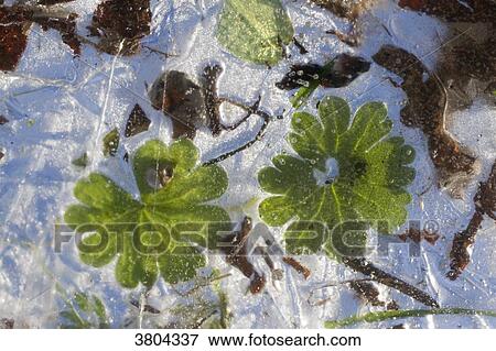 Close-up on plants trapped in the ice. View Large Photo Image Stock Photo - Close-up on plants trapped in the ice.. Fotosearch