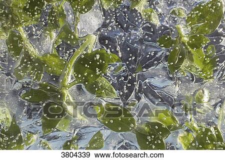 Close-up on plants trapped in the ice. View Large Photo Image Stock Photo - Close-up on plants trapped in the ice.. Fotosearch