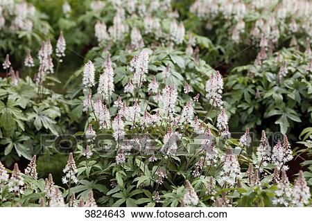 Close-up on tiarella flowers. View Large Photo Image Stock Image - Close-up on tiarella flowers.. Fotosearch