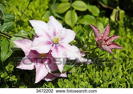 Closeup on Clematis Rosamunde. View Large Photo Image Stock Image - Closeup on Clematis Rosamunde.. Fotosearch