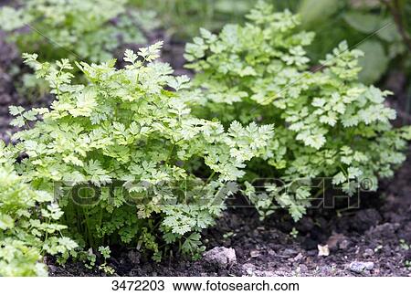 Stock Image - Closeup on garden chervil (Anthriscus cerefolium).. Fotosearch