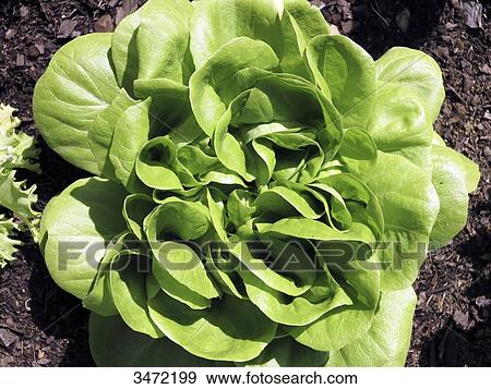 Closeup on lettuce grown on an above-ground tray. View Large Photo Image Stock Photo - Closeup on lettuce grown on an above-ground tray.. Fotosearch