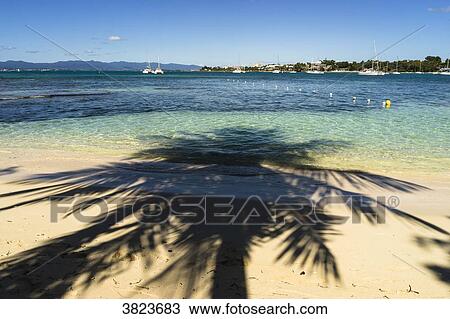 Coconut shadow on a beach, Gosier island, Guadeloupe, France View Large Photo Image Stock Image - Coconut shadow on a beach, Gosier island, Guadeloupe, France. Fotosearch