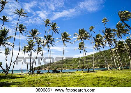 Coconuts trees, Hope Bay, Bequia, Saint-Vincent et les Grenadines, West Indies View Large Photo Image Stock Photo - Coconuts trees, Hope Bay, Bequia, Saint-Vincent et les Grenadines, West Indies. Fotosearch