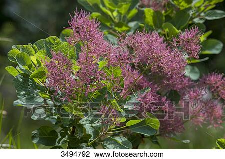 Coggygria Young Lady in spring, smoke tree View Large Photo Image Stock Image - Coggygria Young Lady in spring, smoke tree. Fotosearch