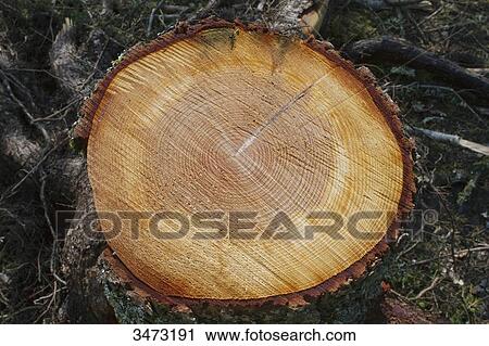 Concentric circles on the section of a fir tree trunk View Large Photo Image Stock Image - Concentric circles on the section of a fir tree trunk. Fotosearch