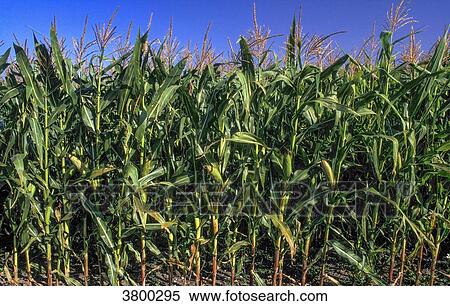 Cornfield View Large Photo Image Stock Photography - Cornfield. Fotosearch