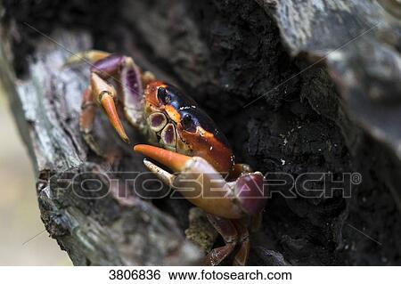 Crab Gecarcinus lateralis, Pointe Macre, Martinique, France View Large Photo Image Stock Photograph - Crab Gecarcinus lateralis, Pointe Macre, Martinique, France. Fotosearch