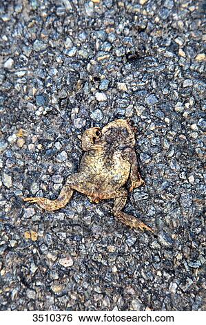 Crushed frog on asphalt. View Large Photo Image Stock Photograph - Crushed frog on asphalt.. Fotosearch
