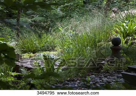 Dense undergrowth garden with walkway, great wood-rush, ferns and butterburs View Large Photo Image Stock Photography - Dense undergrowth garden with walkway, great wood-rush, ferns and butterburs. Fotosearch