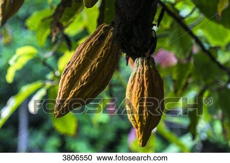 Dent of cocoa, Concord waterfall, Grenada, West Indies View Large Photo Image Stock Image - Dent of cocoa, Concord waterfall, Grenada, West Indies. Fotosearch