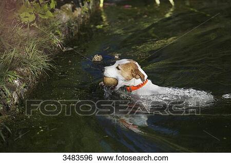 Stock Photograph - Dog playing with a ball in the water. Fotosearch