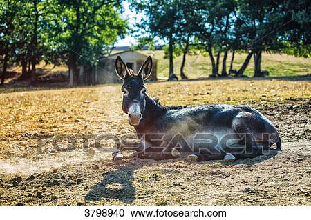 Donkey lying in a field. View Large Photo Image Stock Image - Donkey lying in a field.. Fotosearch
