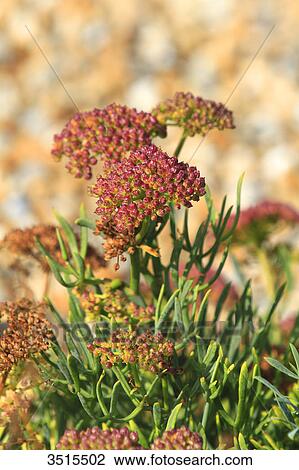 England, Dover. Natural reserve of 30 hectare. Samphire Hoe is a new piece of England made from 4. 9 million cubic metres of chalk marl dug to create the Channel Tunnel. Crithmum maritimum View Large Photo Image Stock Image - England, Dover. Natural reserve of 30 hectare. Samphire Hoe is a new piece of England made from 4. 9 million cubic metres of chalk marl dug to create the Channel Tunnel. Crithmum maritimum. Fotosearch