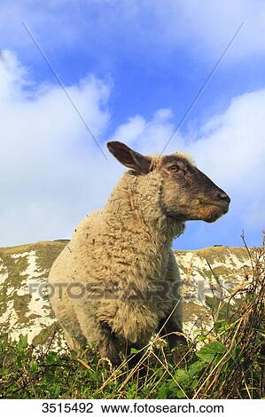 England, Kent, Suffolk sheep. View Large Photo Image Stock Image - England, Kent, Suffolk sheep.. Fotosearch