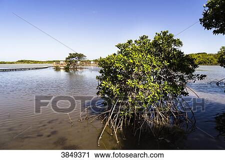 Etang des Salines, protected area, Martinique, France View Large Photo Image Stock Image - Etang des Salines, protected area, Martinique, France. Fotosearch