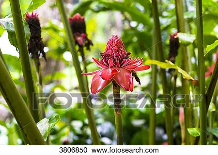 Etlingera elatior, Botanical garden of Balata, Martinique, France View Large Photo Image Stock Image - Etlingera elatior, Botanical garden of Balata, Martinique, France. Fotosearch