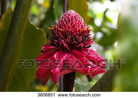 Etlingera elatior, Botanical garden of Balata, Martinique, France View Large Photo Image Stock Image - Etlingera elatior, Botanical garden of Balata, Martinique, France. Fotosearch