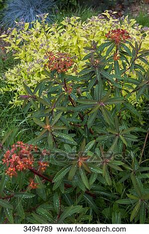 Euphorbia griffithii Dixter in Spring and Spireae Golden princess View Large Photo Image Stock Photo - Euphorbia griffithii Dixter in Spring and Spireae Golden princess. Fotosearch