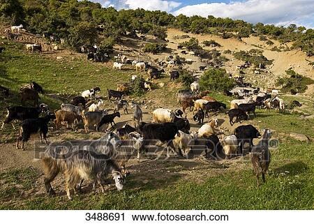 Europe, Grece, Plain of Thessaly, Valley of Penee, herd of goats View Large Photo Image Stock Image - Europe, Grece, Plain of Thessaly, Valley of Penee, herd of goats. Fotosearch