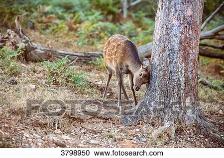 Fawn scratching his head against a tree View Large Photo Image Stock Image - Fawn scratching his head against a tree. Fotosearch