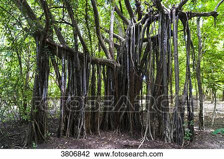 Stock Image - Ficus benghalensis, Cap Chevalier, Martinique, France. Fotosearch