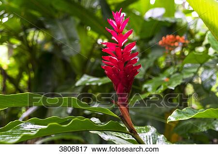 Flower Alpinia red, Botanical garden of Balata, Martinique, France View Large Photo Image Stock Photo - Flower Alpinia red, Botanical garden of Balata, Martinique, France. Fotosearch
