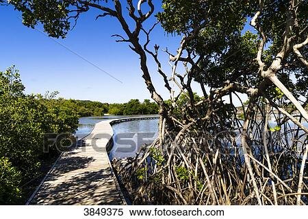 Footbridge in wood above the Etang des Salines, a protected area, Martinique, France View Large Photo Image Stock Photography - Footbridge in wood above the Etang des Salines, a protected area, Martinique, France. Fotosearch