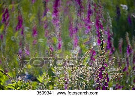 Foxglove and grass View Large Photo Image Stock Image - Foxglove and grass. Fotosearch