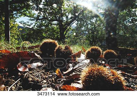 Picture - France, Ardeche, Jaujac, Hamlet of Les Traverses, a chestnut grove, chestnuts on a road.. Fotosearch