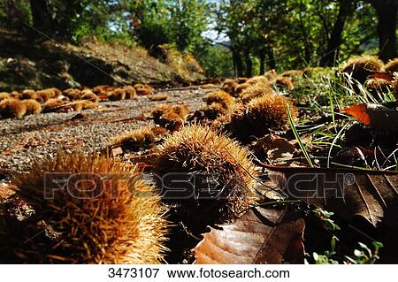 Stock Photo - France, Ardeche, Jaujac, Hamlet of les Traverses, a chestnut grove, chestnuts on a road.. Fotosearch