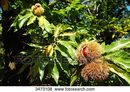 France, Ardeche, Jaujac, Hamlet of les Traverses, a chestnut grove, chestnuts on a road. View Large Photo Image Stock Photo - France, Ardeche, Jaujac, Hamlet of les Traverses, a chestnut grove, chestnuts on a road.. Fotosearch