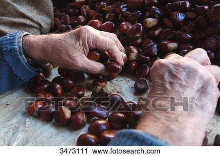 Stock Image - France, Ardeche, Jaujac, Mr Chazes, last resident of the hamlet of Les Traverse, sorting the chestnuts. Fotosearch