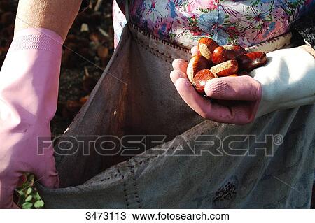France, Ardeche, Jaujac, Mrs. Chazes collecting chestnuts in the chestnut grove of the hamlet of Les Traverses View Large Photo Image Stock Image - France, Ardeche, Jaujac, Mrs. Chazes collecting chestnuts in the chestnut grove of the hamlet of Les Traverses. Fotosearch