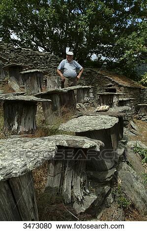 France, Ardeche, Mr Gaston Bouchet, beekeeper in the hamlet of Perries, uses traditional trunk beehives for his honey, made from the tree trunks of chestnut trees View Large Photo Image Stock Image - France, Ardeche, Mr Gaston Bouchet, beekeeper in the hamlet of Perries, uses traditional trunk beehives for his honey, made from the tree trunks of chestnut trees. Fotosearch