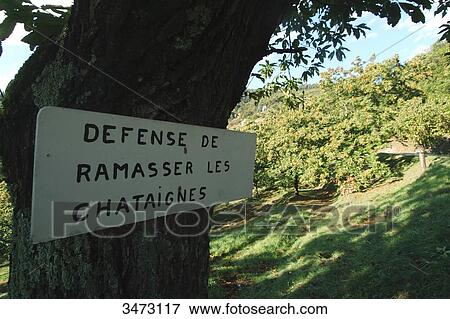 Stock Photo - France, Ardeche, Prunet, landscape, chestnut grove around the village of Prunet.. Fotosearch