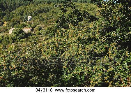 Stock Photo - France, Ardeche, Prunet, landscape, chestnut grove around the village of Prunet.. Fotosearch