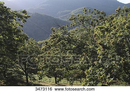 France, Ardeche, Prunet, landscape, chestnut grove and mountains around the village of Prunet View Large Photo Image Stock Photograph - France, Ardeche, Prunet, landscape, chestnut grove and mountains around the village of Prunet. Fotosearch