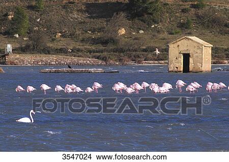 France, Aude, pink flamingos View Large Photo Image Picture - France, Aude, pink flamingos. Fotosearch