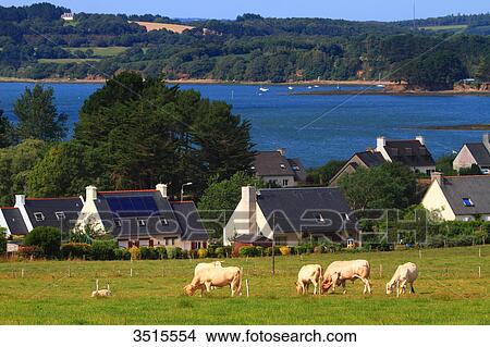 France, Brittany, Crozon Peninsula. Lanveoc. Rade de Brest. View Large Photo Image Picture - France, Brittany, Crozon Peninsula. Lanveoc. Rade de Brest.. Fotosearch