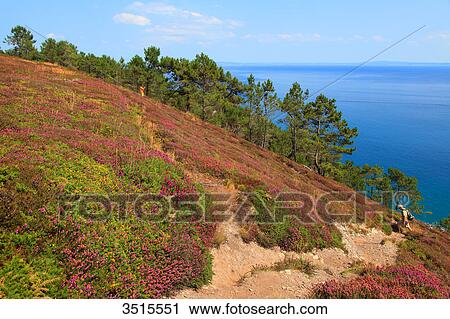 France, Brittany, Crozon Peninsula. Goat Cape View Large Photo Image Stock Image - France, Brittany, Crozon Peninsula. Goat Cape. Fotosearch