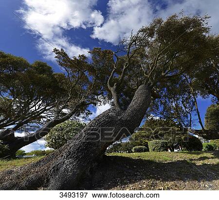 France, Brittany, maritime pines laid down by the wind over the years near the port of Pornic. Cloudy blue sky View Large Photo Image Stock Photo - France, Brittany, maritime pines laid down by the wind over the years near the port of Pornic. Cloudy blue sky. Fotosearch
