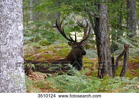 Picture - France, Burgundy, Yonne. Area of Saint Fargeau and Boutissaint. Slab season. Stag hidden in the undergrowth.. Fotosearch