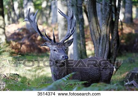 France, Burgundy, Yonne. Area of Saint Fargeau and Boutissaint. Slab season. Stag in the undergrowth seeking a female. View Large Photo Image Picture - France, Burgundy, Yonne. Area of Saint Fargeau and Boutissaint. Slab season. Stag in the undergrowth seeking a female.. Fotosearch