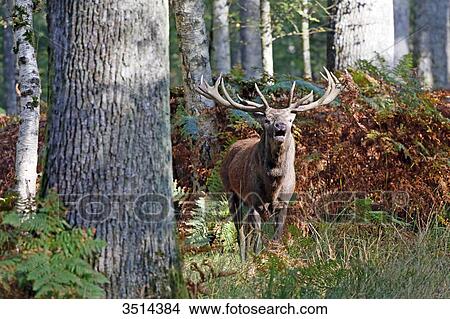 Picture - France, Burgundy, Yonne. Area of Saint Fargeau and Boutissaint. Slab season. Stag in a wood belling.. Fotosearch