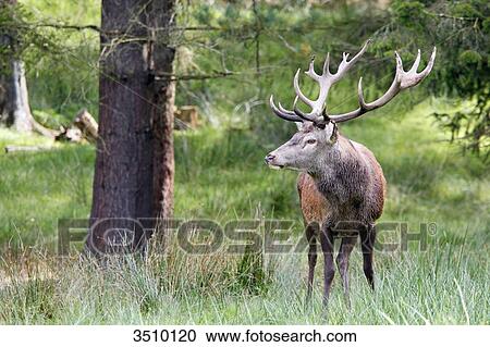 Stock Image - France, Burgundy, Yonne. Area of Saint Fargeau and Boutissaint. Slab season. Stag.. Fotosearch
