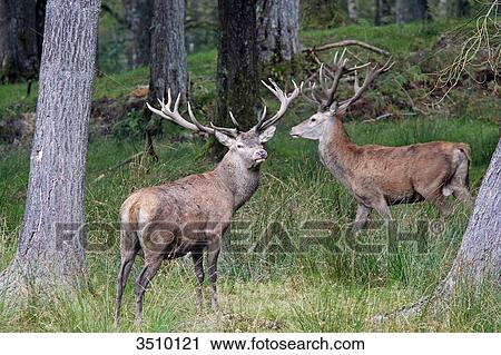 Stock Image - France, Burgundy, Yonne. Area of Saint Fargeau and Boutissaint. Slab season. Stags.. Fotosearch