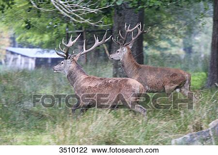 France, Burgundy, Yonne. Area of Saint Fargeau and Boutissaint. Slab season. Stags running away. View Large Photo Image Stock Image - France, Burgundy, Yonne. Area of Saint Fargeau and Boutissaint. Slab season. Stags running away.. Fotosearch